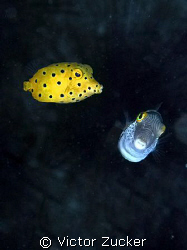 Psss, did you see that crazy diver? by Victor Zucker 